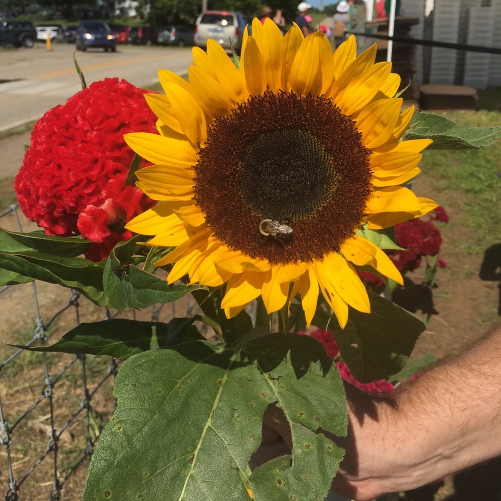 Meet your Posher, Maddie